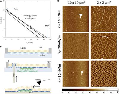 Biomimetic Models to Investigate Membrane Biophysics Affecting Lipid–Protein Interaction